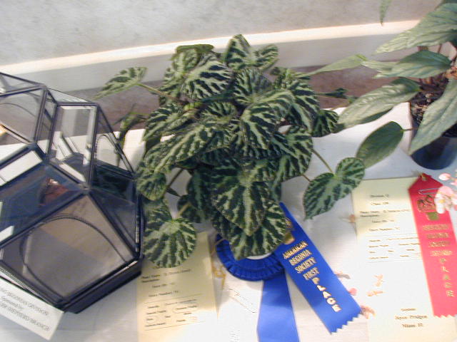 B. ‘Brown Jewel’
